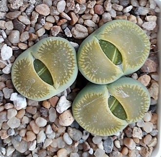 Нажмите на изображение для увеличения.

Название:	Lithops aucampiae cv Bella-Ketty.jpg
Просмотров:	849
Размер:	239.7 Кб
ID:	487536