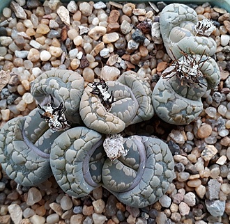 Нажмите на изображение для увеличения.

Название:	Lithops otzeniana.jpg
Просмотров:	783
Размер:	286.8 Кб
ID:	487538