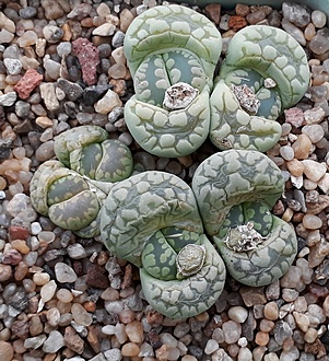 Нажмите на изображение для увеличения.

Название:	Lithops otzeniana C128A.jpg
Просмотров:	825
Размер:	306.8 Кб
ID:	487539
