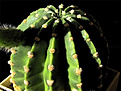 Нажмите на изображение для увеличения.

Название:	Eyriesii v. Grandiflora.jpg
Просмотров:	559
Размер:	92.0 Кб
ID:	487988