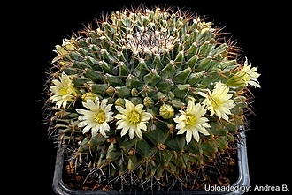 Нажмите на изображение для увеличения.  Название:	Mammillaria_winterae.jpg Просмотров:	0 Размер:	204.3 Кб ID:	488092