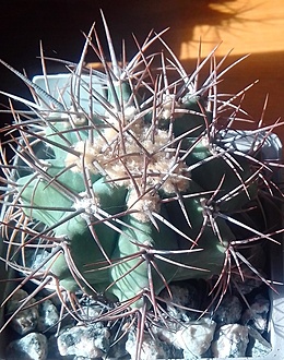 Нажмите на изображение для увеличения.  Название:	Echinocactus ingens CSD26s Zimapan, Hgo.jpg Просмотров:	8 Размер:	255.2 Кб ID:	488163