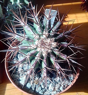 Нажмите на изображение для увеличения.  Название:	Kohres Echinocactus palmeri.jpg Просмотров:	8 Размер:	292.4 Кб ID:	488167