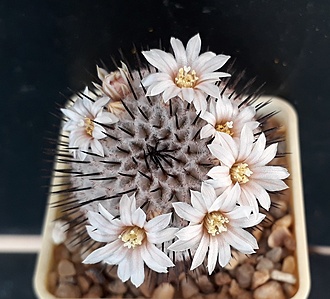 Нажмите на изображение для увеличения.

Название:	Mammillaria perezdelarosae subsp. andersoniana.jpg
Просмотров:	495
Размер:	207.1 Кб
ID:	488301