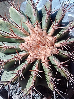 Нажмите на изображение для увеличения.  Название:	Echinocactus af Palmeri.jpg Просмотров:	7 Размер:	261.9 Кб ID:	488501