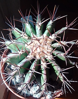 Нажмите на изображение для увеличения.  Название:	Kohres Echinocactus Platyacanthus (1).jpg Просмотров:	4 Размер:	245.3 Кб ID:	488503