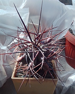 Нажмите на изображение для увеличения.  Название:	MG Echinocactus Platyacanthus CZ119.jpg Просмотров:	11 Размер:	188.0 Кб ID:	488505