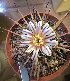 Нажмите на изображение для увеличения.

Название:	echinofossulocactus gladiatus.jpg
Просмотров:	425
Размер:	210.8 Кб
ID:	488692