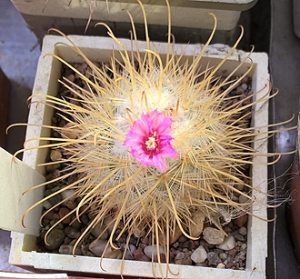 Нажмите на изображение для увеличения.

Название:	mammillaria bombicina v albicentralis.jpg
Просмотров:	445
Размер:	285.0 Кб
ID:	488694