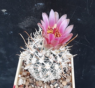 Нажмите на изображение для увеличения.

Название:	Sclerocactus spinosior SB 693 Beaver Co, Ut.jpg
Просмотров:	350
Размер:	267.3 Кб
ID:	488794