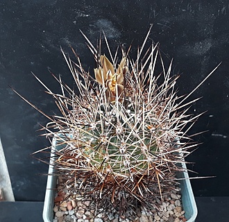 Нажмите на изображение для увеличения.

Название:	Ancistrocactus scheeri SB 460, Monclova, Coah.jpg
Просмотров:	334
Размер:	309.8 Кб
ID:	488798