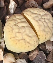 Нажмите на изображение для увеличения.  Название:	Lithops francisci..jpg Просмотров:	0 Размер:	48.3 Кб ID:	488887