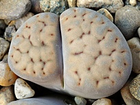 Нажмите на изображение для увеличения.  Название:	lithops_schwantesii_c_076.jpg Просмотров:	0 Размер:	186.9 Кб ID:	488889