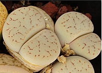 Нажмите на изображение для увеличения.  Название:	Lithops pseudotruncatella ssp. pseudotruncatellaC097.jpg Просмотров:	0 Размер:	92.5 Кб ID:	488890