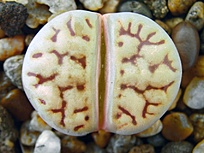 Нажмите на изображение для увеличения.  Название:	Lithops-bromfieldii-v-mennellii-C-283.jpg Просмотров:	0 Размер:	172.3 Кб ID:	488891
