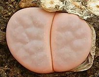 Нажмите на изображение для увеличения.

Название:	Lithops karasmontana 'Opalina',.jpg
Просмотров:	527
Размер:	106.4 Кб
ID:	488915