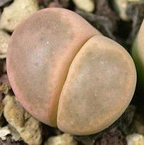 Нажмите на изображение для увеличения.

Название:	Lithops dinteri v brevis C084.jpg
Просмотров:	541
Размер:	59.7 Кб
ID:	488916