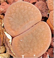 Нажмите на изображение для увеличения.

Название:	Lithops hookeri v. subfenestrata C175..jpg
Просмотров:	505
Размер:	62.9 Кб
ID:	488917