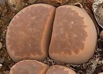 Нажмите на изображение для увеличения.

Название:	Lithops marmorata var. marmorata framesi.jpg
Просмотров:	508
Размер:	33.7 Кб
ID:	488918