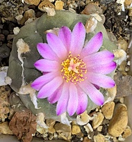 Нажмите на изображение для увеличения.

Название:	lophophora.jpg
Просмотров:	516
Размер:	260.7 Кб
ID:	488995