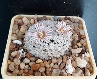 Нажмите на изображение для увеличения.

Название:	Mammillaria lasiacantha SB1063.jpg
Просмотров:	1094
Размер:	219.4 Кб
ID:	489031