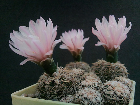 Нажмите на изображение для увеличения.

Название:	Gymnocalycium bruchii v.enorme 004.jpg
Просмотров:	262
Размер:	184.1 Кб
ID:	489074