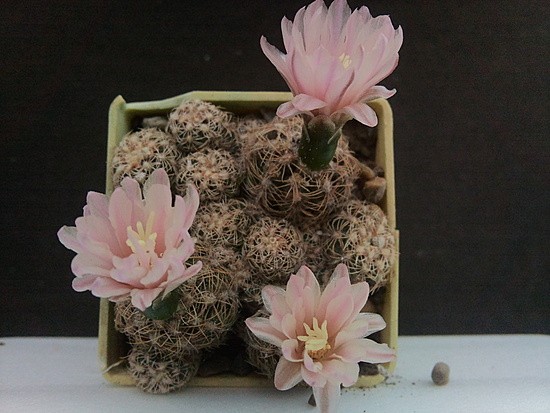 Нажмите на изображение для увеличения.

Название:	Gymnocalycium bruchii v.enorme 005.jpg
Просмотров:	254
Размер:	171.3 Кб
ID:	489075