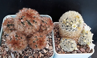 Нажмите на изображение для увеличения.

Название:	Mammillaria carmenae и  v. rubrispina.jpg
Просмотров:	968
Размер:	207.4 Кб
ID:	489245