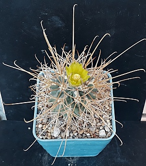 Нажмите на изображение для увеличения.

Название:	Glandulicactus uncinatus v. wrightii  (2).jpg
Просмотров:	1115
Размер:	244.4 Кб
ID:	489254