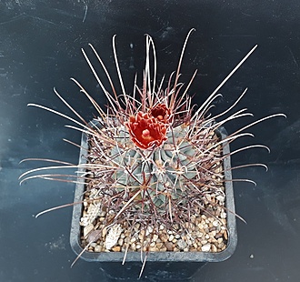 Нажмите на изображение для увеличения.

Название:	Glandulicactus uncinatus v. wrightii.jpg
Просмотров:	1108
Размер:	258.1 Кб
ID:	489255