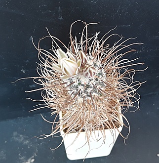 Нажмите на изображение для увеличения.

Название:	Sclerocactus papyracanthus.jpg
Просмотров:	1117
Размер:	261.2 Кб
ID:	489257