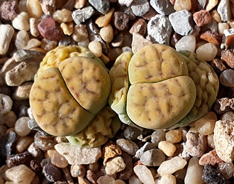 Нажмите на изображение для увеличения.

Название:	schwantesii ssp rugosa 'Shagreen'.jpg
Просмотров:	1272
Размер:	229.2 Кб
ID:	489310