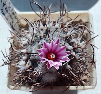 Нажмите на изображение для увеличения.

Название:	Turbinicarpus schwarzii var. rubriflorus BONATZ 1590 Cerros Blancos, NL (Turbinicarpus ellisae).jpg
Просмотров:	881
Размер:	200.2 Кб
ID:	490039
