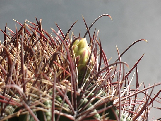 Нажмите на изображение для увеличения.  Название:	Ferocactua acanthodes-var-lecontei-1988.jpg Просмотров:	7 Размер:	144.2 Кб ID:	490045