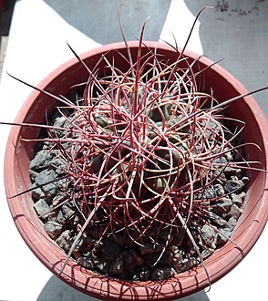 Нажмите на изображение для увеличения.  Название:	MG Ferocactus acanthodes.jpg Просмотров:	6 Размер:	267.1 Кб ID:	490047