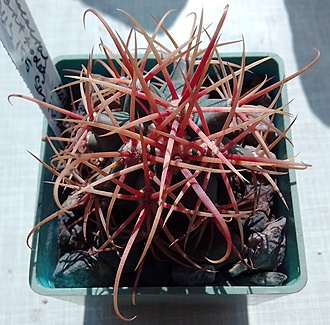 Нажмите на изображение для увеличения.  Название:	Ferocactus acanthodes  RUS-155 San Isidro.jpg Просмотров:	6 Размер:	255.2 Кб ID:	490054