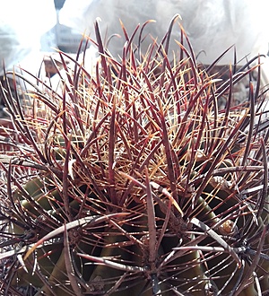 Нажмите на изображение для увеличения.  Название:	Ferocactua acanthodes var. lecontei.jpg Просмотров:	6 Размер:	339.9 Кб ID:	490048