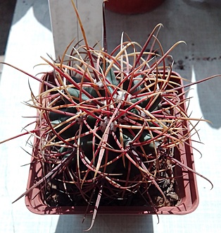 Нажмите на изображение для увеличения.  Название:	MG 416.766 - Ferocactus cylindraceus 17 se Wikieup, Az.jpg Просмотров:	6 Размер:	248.7 Кб ID:	490051