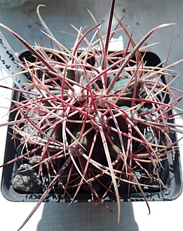 Нажмите на изображение для увеличения.  Название:	MG 416.768 Ferocactus cylindraceus, Meadview AZ, super dense red spines.jpg Просмотров:	6 Размер:	225.3 Кб ID:	490052