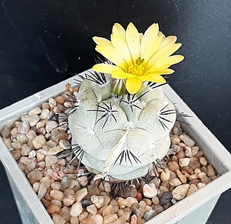 Нажмите на изображение для увеличения.

Название:	Ortegocactus macdougallii Neolloydia matehualensis.jpg
Просмотров:	687
Размер:	272.5 Кб
ID:	490202