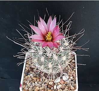 Нажмите на изображение для увеличения.

Название:	Sclerocactus nyensis RP137 Silver Peak, NV.jpg
Просмотров:	635
Размер:	290.0 Кб
ID:	490203