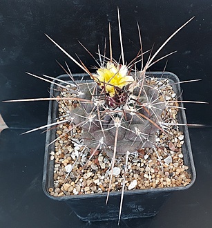 Нажмите на изображение для увеличения.

Название:	Thelocactus panarottoanus  (flavus) PAN177B La Hincada, San Luis Potosí,.jpg
Просмотров:	659
Размер:	270.6 Кб
ID:	490205