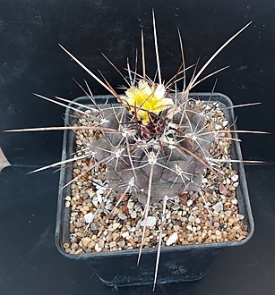 Нажмите на изображение для увеличения.

Название:	Thelocactus panarottoanus  (flavus) PAN177B La Hincada, San Luis Potosí,.jpg
Просмотров:	640
Размер:	270.6 Кб
ID:	490205