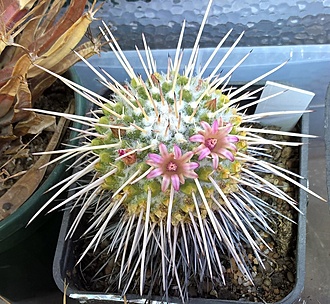 Нажмите на изображение для увеличения.

Название:	mammillaria compressa.jpg
Просмотров:	572
Размер:	310.3 Кб
ID:	490328