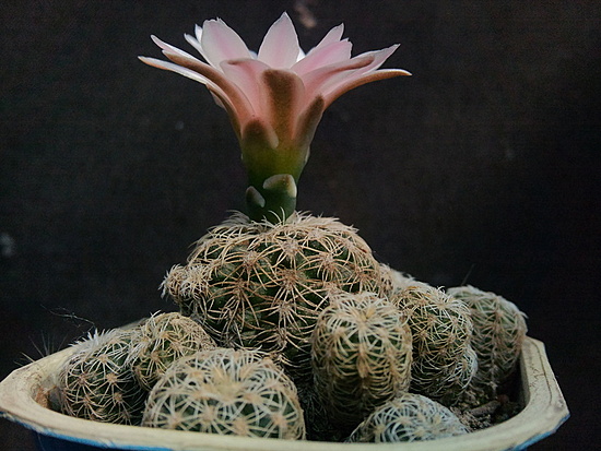 Нажмите на изображение для увеличения.

Название:	Gymnocalycium bruchii v.hossei 003.jpg
Просмотров:	541
Размер:	191.8 Кб
ID:	490368