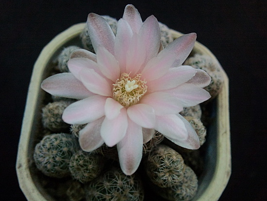 Нажмите на изображение для увеличения.

Название:	Gymnocalycium bruchii v.hossei 004.jpg
Просмотров:	533
Размер:	137.8 Кб
ID:	490369