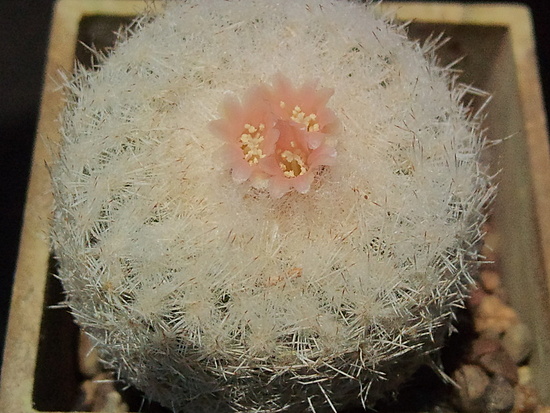 Нажмите на изображение для увеличения.

Название:	Epithelantha micromeris v.densispina 004.jpg
Просмотров:	472
Размер:	196.1 Кб
ID:	490677