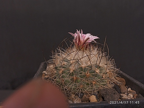 Нажмите на изображение для увеличения.

Название:	Gymnocactus saueri ssp.nelissae MZ 626  002.jpg
Просмотров:	456
Размер:	136.7 Кб
ID:	490678