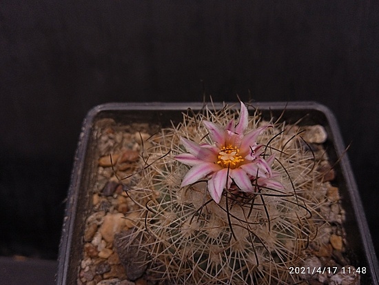 Нажмите на изображение для увеличения.

Название:	Gymnocactus saueri ssp.nelissae MZ 626  003.jpg
Просмотров:	447
Размер:	142.7 Кб
ID:	490679