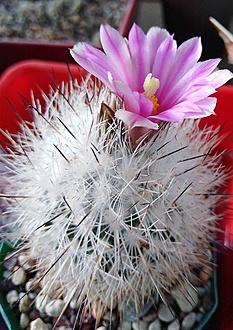 Нажмите на изображение для увеличения.

Название:	IMG_20210418_090421.jpg
Просмотров:	425
Размер:	233.4 Кб
ID:	490711